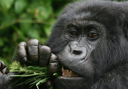 Gorilla Trek from Kigali: The Ultimate Gorilla Trekking Experience