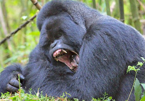 Gorilla Families in Volcanoes National Park – Meet Each Group