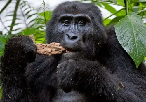 Affordable Gorilla Trekking Tours in Rwanda for First-Time Visitors