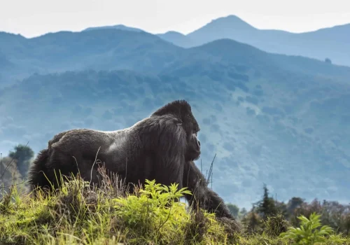 Kigali to Volcanoes National Park Transfer – Prices and Options