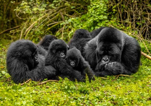 Fly-In Gorilla Safaris Rwanda and Uganda Explained