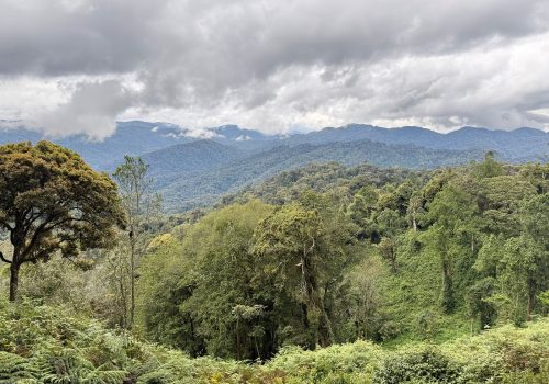 Conservation in Nyungwe National Park – Protecting Primates & Forests