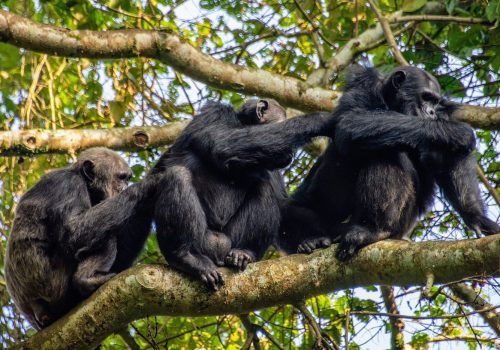 3 Days Nyungwe Chimpanzee Trekking Itinerary