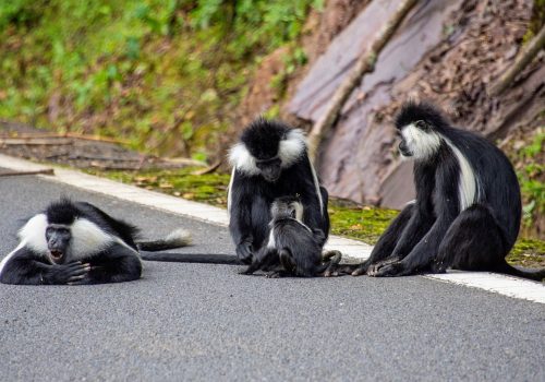Cost of Nyungwe Safaris – Permits, Lodges & Travel Budget