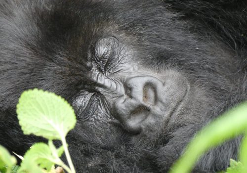 Best Time to Visit Uganda for Gorilla Trekking