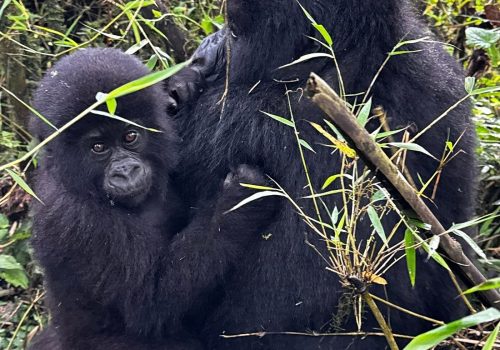 Ultimate Guide to Mountain Gorilla Trekking in Rwanda