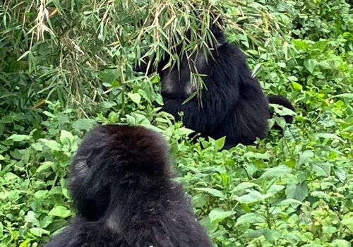 Cultural Experiences to Add After Gorilla Trekking in Rwanda