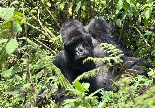 Rwanda Gorilla Trekking Age Limit, Health Rules & Fitness Level