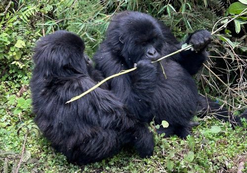 Gorilla Trekking for Seniors or Families – What to Know