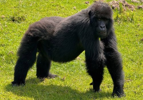 Gorilla Safari Budget Planning Rwanda and Uganda