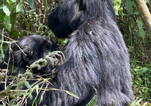 Gorilla Trekking Safety in Rwanda – How Safe Is It ?