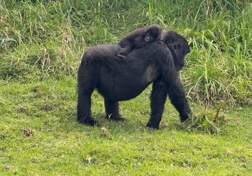 Gorilla Trekking Weather in Rwanda – Month-by-Month Breakdown