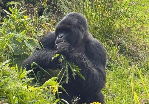 Gorilla Trekking Photography in Uganda: Forest Shooting Tips