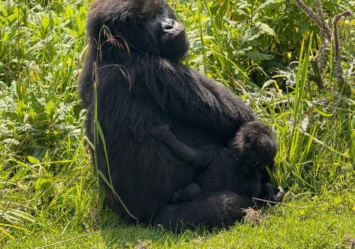 Rwanda Gorilla Trekking FAQs Answered by Local Experts
