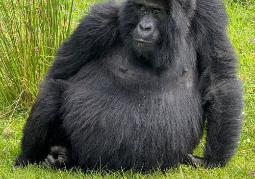 Gorilla Trekking for Seniors or Families in Uganda – What to Know