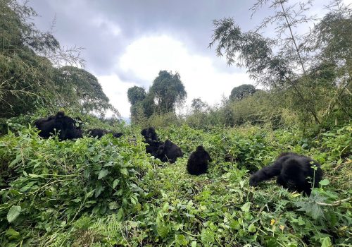 Best Time for Wildlife Safaris in Rwanda (Seasons Guide)