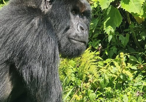 Budget Gorilla Trekking in Rwanda – Is It Possible?
