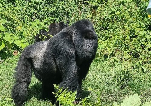 5-Star Gorilla Safari Rwanda and Uganda Guide