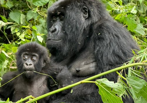 3 Days Gorilla Trekking Itinerary in Uganda