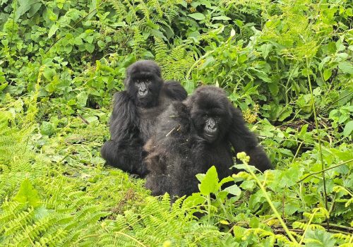 Short Gorilla Trekking Trips in Uganda (1–3 Day Safaris)