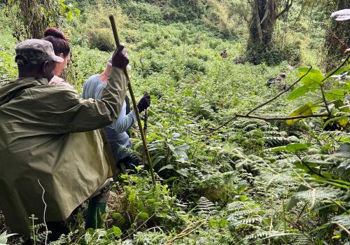 Gorilla Trekking in Uganda: What Tour Operators Don’t Tell You