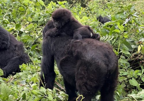 How Much Does a Gorilla Safari Cost in East Africa?