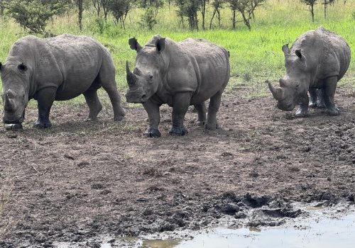 5-Day Rwanda Wildlife & Gorilla Trekking Safari Itinerary