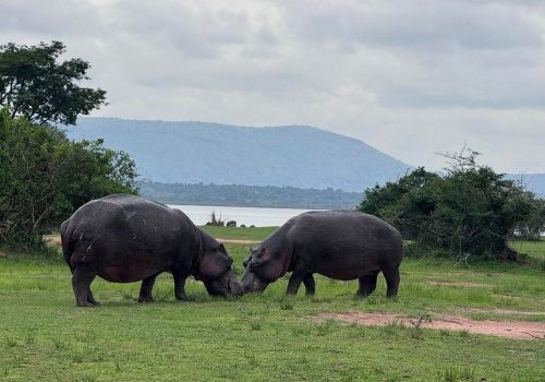 Conservation Success: How Rwanda Reintroduced Lions & Rhinos