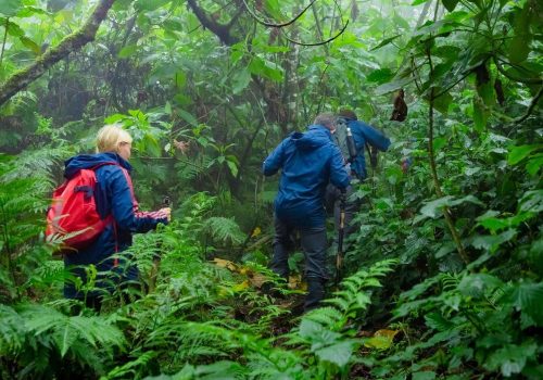 Combine a Rwanda Gorilla Safari with a Serengeti National Park Safari in Tanzania