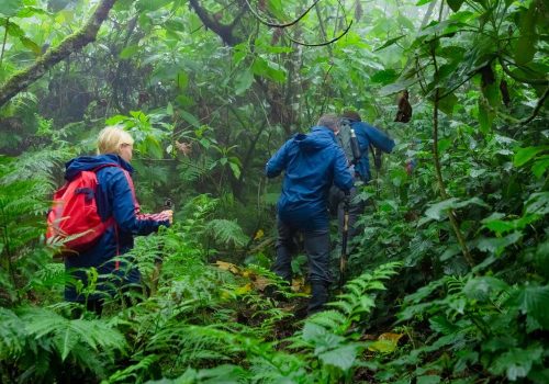 How Difficult Is Gorilla Trekking in Uganda? Terrain & Fitness Guide