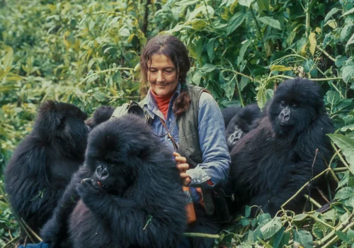 Gorilla Permit Availability in Rwanda – How to Secure Your Trek