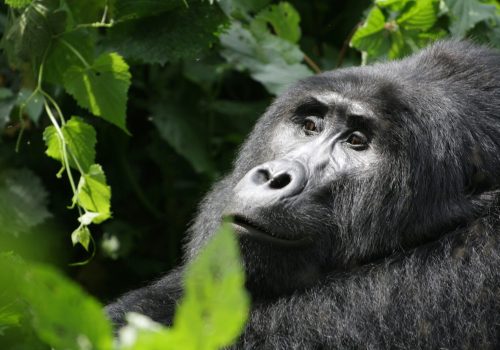 Luxury Gorilla Safari Travel Tips for First-Time Visitors