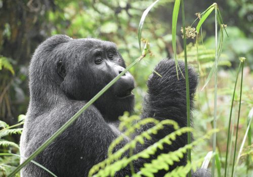 Gorillas in Rwanda: A Once-in-a-Lifetime Wildlife Experience