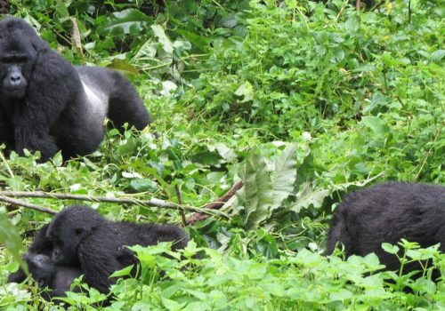 Nkuringo Sector in Bwindi Impenetrable Forest National Park