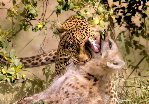 Rwanda and Uganda Luxury Safari Experiences Compared