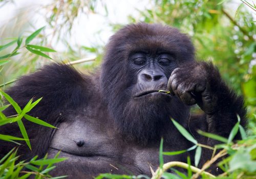 Rwanda Gorilla Trekking Permits: Cost, Booking & 2025-2027