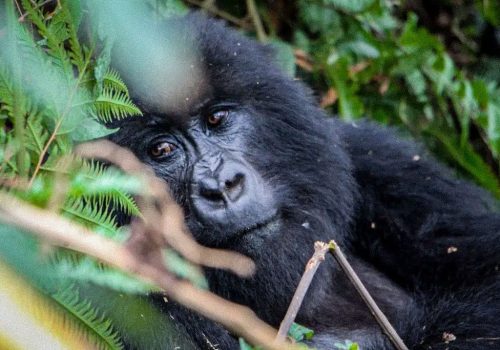 Gorilla Trekking Safaris from Kigali: Unparalleled Experiences in Rwanda and Uganda