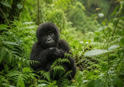 Kigali to Musanze Transfer for Gorilla Trekking
