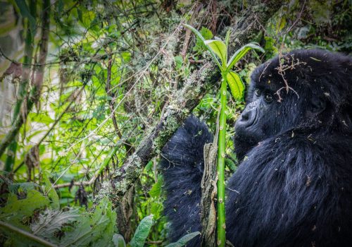 Buhoma Sector in Bwindi Impenetrable Forest National Park, Buhoma Sector in Bwindi National Park, Gorilla Trekking in Rwanda and Uganda from Italy