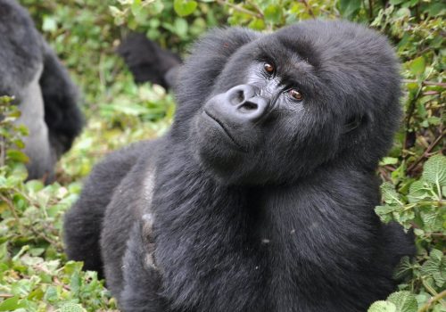 Gorilla Trekking in Bwindi National Park, Uganda