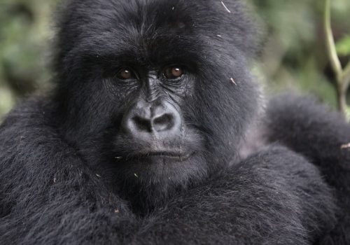 The Ultimate Gorilla Trekking Safari from Kigali: Exploring Rwanda and Uganda’s Wildlife Treasures