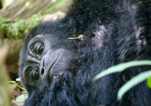 Budget vs Luxury Gorilla Safari Rwanda and Uganda