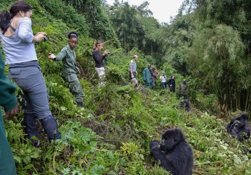 Is Gorilla Trekking in Rwanda Worth the Price? Honest Review