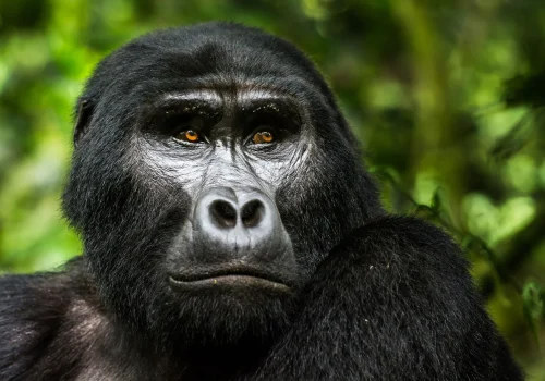 Gorilla Trekking Safety in Uganda