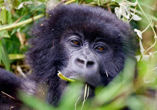 Gorilla Trekking Adventure in Rwanda and Uganda from Belgium