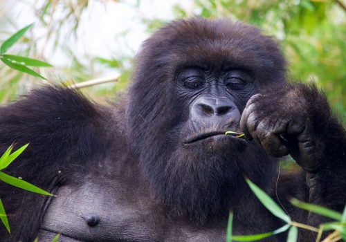 Uganda Gorilla Trekking vs Chimpanzee Trekking – Which to Choose?