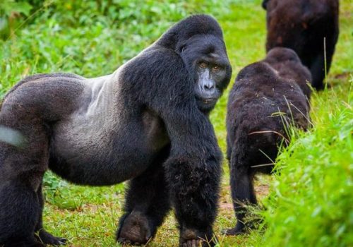 3-Day Luxury Gorilla Safari from Kigali – Volcanoes National Park