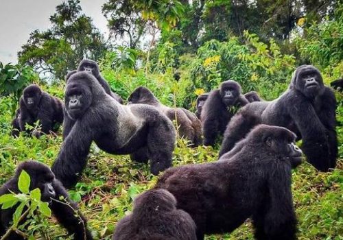 2-Day Private Gorilla Safari from Kigali