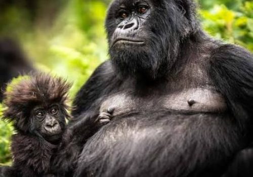 Kigali Gorilla Trekking Packages – Best Rwanda Safari Deals