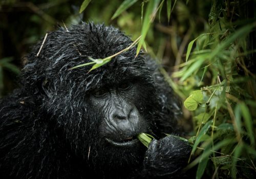 Gorilla tours in Uganda